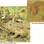 Amphibians_all_image130